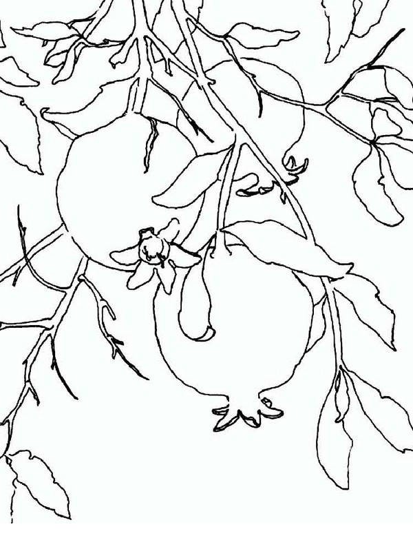 Online coloring book: Coloring three grenades on a tree
